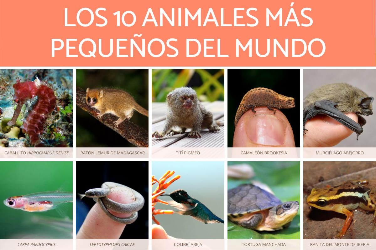 Los 10 animales más pequeños del mundo