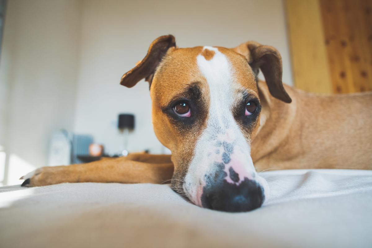 ¿Cómo calmar la ansiedad de un perro?