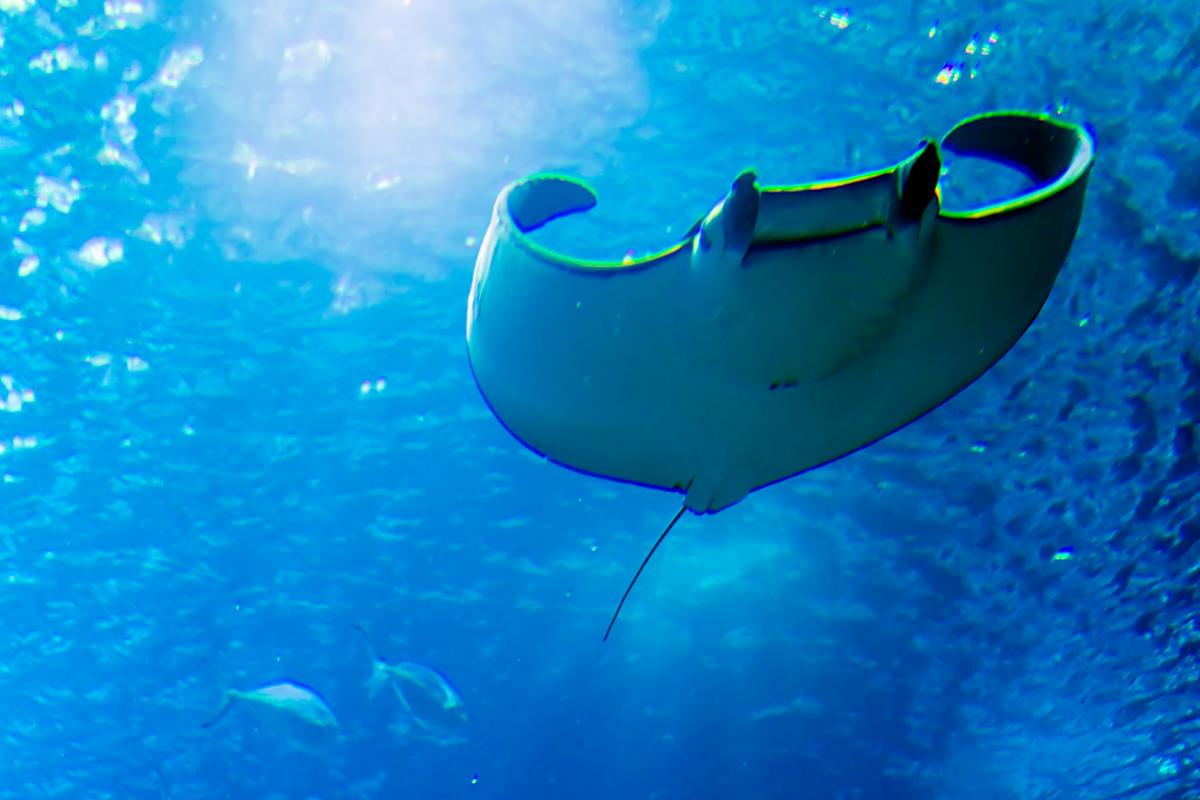 ¿Las mantarrayas son peligrosas?