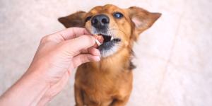 Los veterinarios coinciden: las patas de pollo son buenas para los perros, pero solo si se dan así