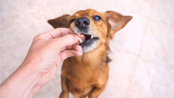 Los veterinarios coinciden: las patas de pollo son buenas para los perros, pero solo si se dan así