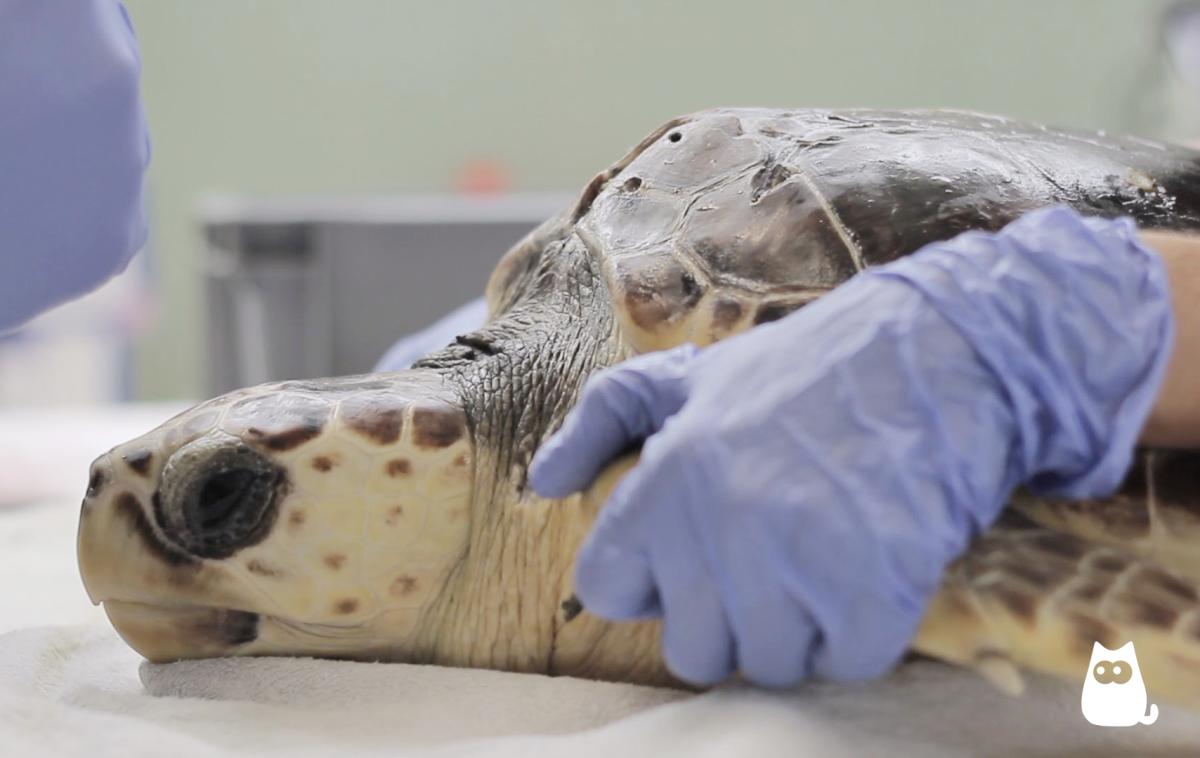 ¿Cómo ayudar a las tortugas marinas?