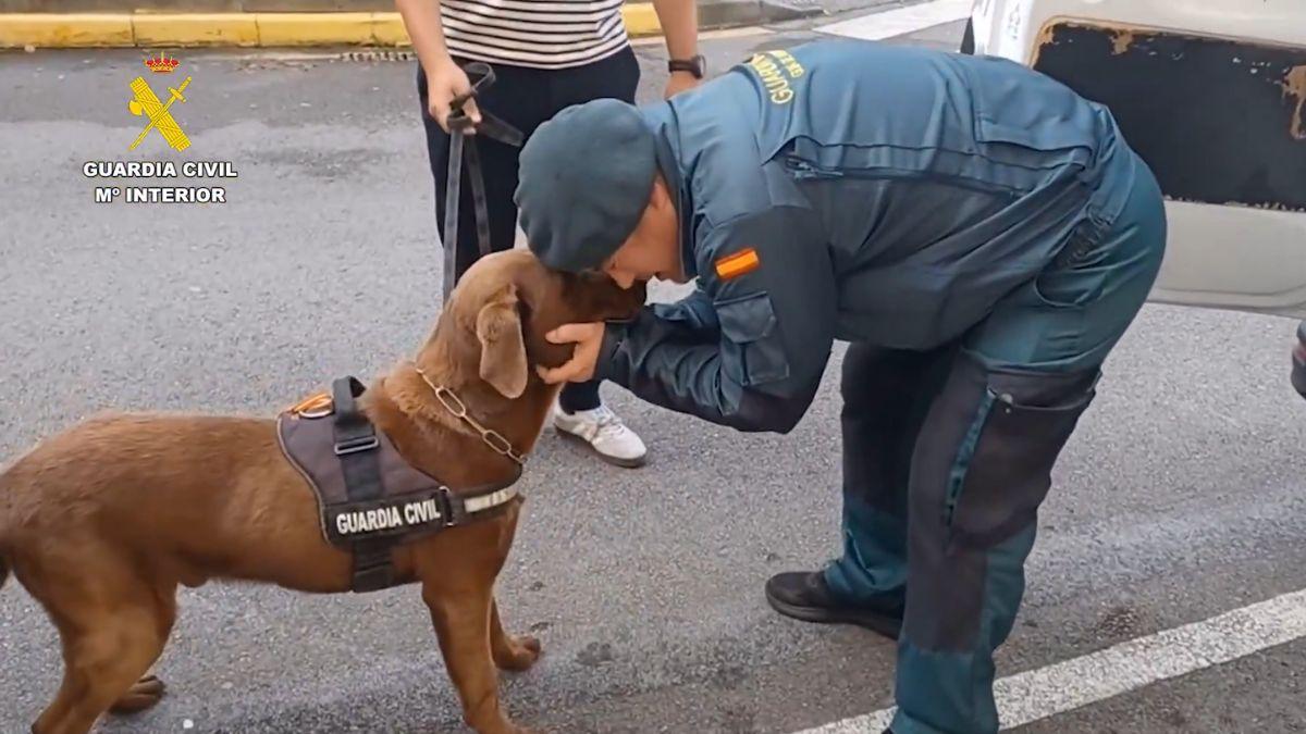 De detectar explosivos en los Juegos de París a la jubilación: la emotiva despedida de Max, el labrador de la Guardia Civil que se ha vuelto viral