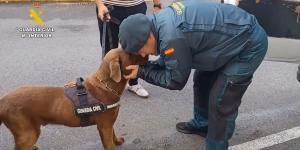 De detectar explosivos en los Juegos de París a la jubilación: la emotiva despedida de Max, el labrador de la Guardia Civil que se ha vuelto viral