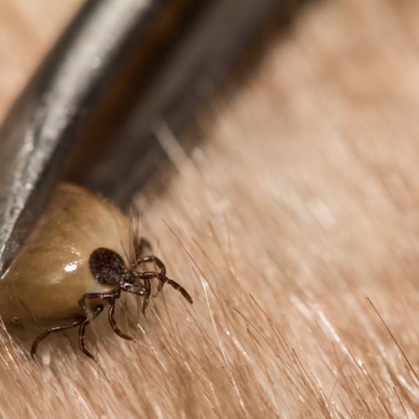 que pasa si tu perro tiene garrapatas