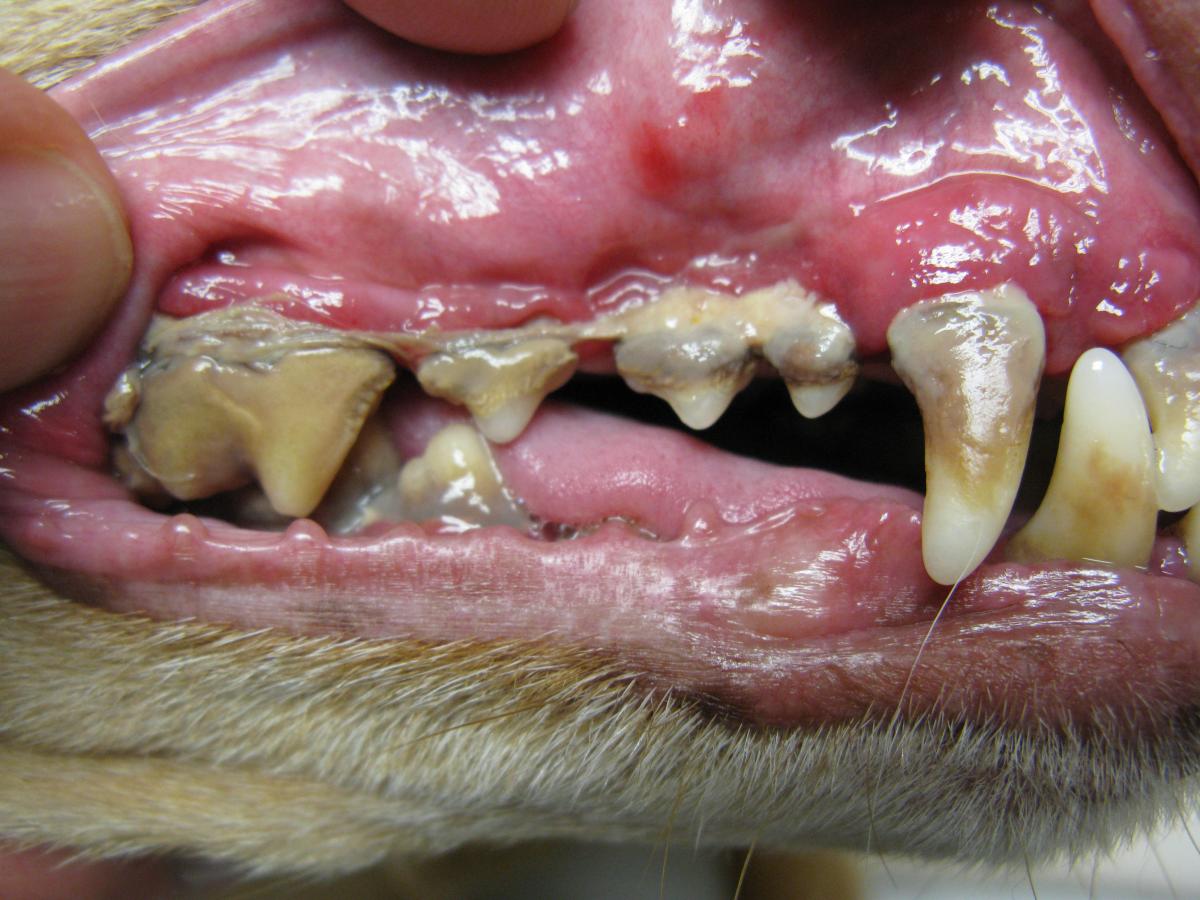 Enfermedad periodontal en gatos - Tratamiento y prevención