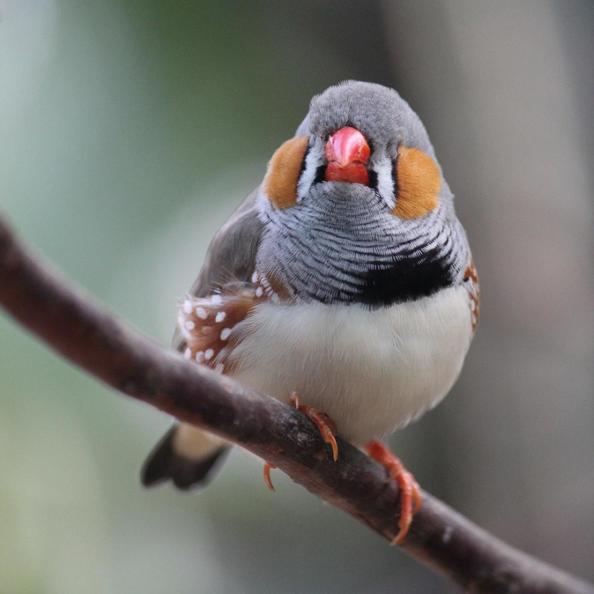 La alimentación del diamante mandarín