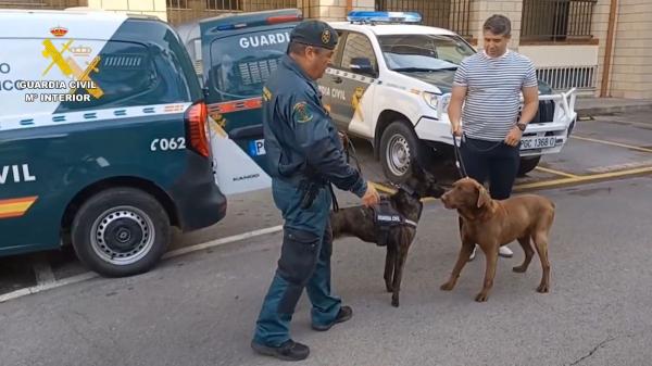 De detectar explosivos en los Juegos de París a la jubilación: la emotiva despedida de Max, el labrador de la Guardia Civil que se ha vuelto viral - La edad a la que suelen retirarse los perros policiales y militares