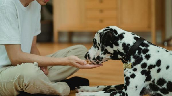 Manel, educador canino: "Si tu perro destroza los juguetes de estimulación, prueba esta alternativa" - Cuidado con el xilitol: el ingrediente que nunca debe aparecer en un snack casero para perros