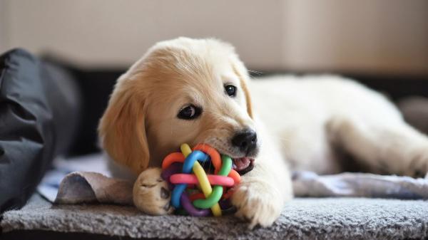Manel, educador canino: "Si tu perro destroza los juguetes de estimulación, prueba esta alternativa" - El truco del pimiento relleno para entretener a tu perro y ayudarle a relajarse