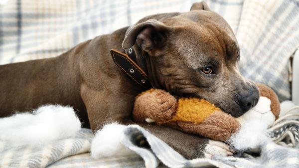 Manel, educador canino: "Si tu perro destroza los juguetes de estimulación, prueba esta alternativa" - Si tu perro rompe todos sus juguetes, no siempre es mala conducta: el problema está en los trozos