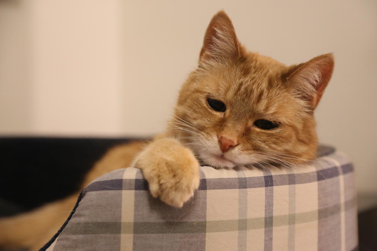 ¿Un gato con leucemia puede vivir con otros gatos?