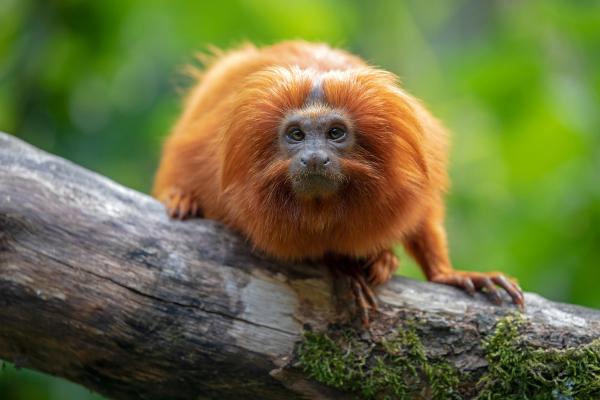¿Dónde viven los monos? - ¿Dónde ver monos?