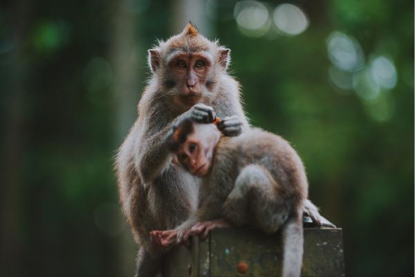 ¿Dónde viven los monos?