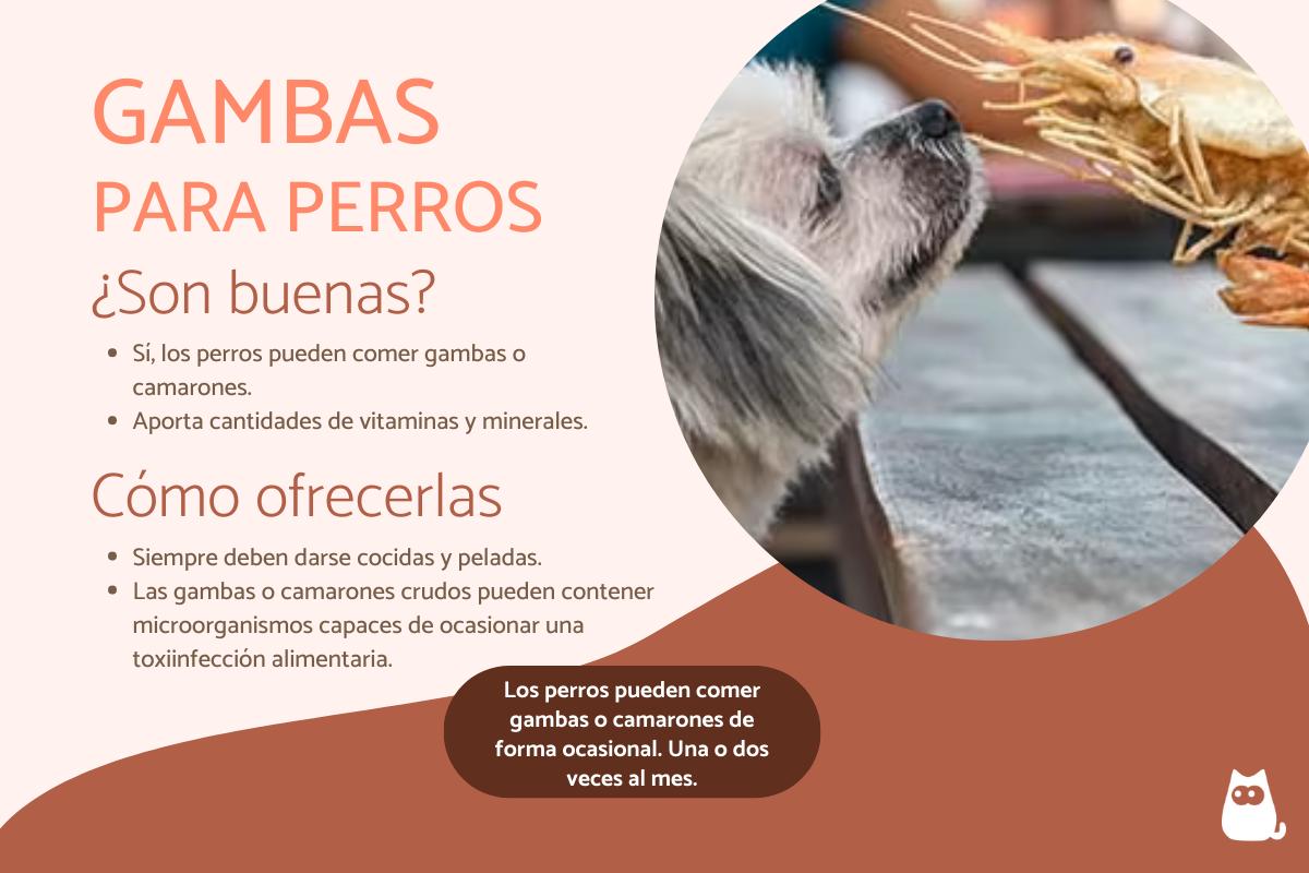 ¿Los perros pueden comer gambas o camarones? - ¡Sí!