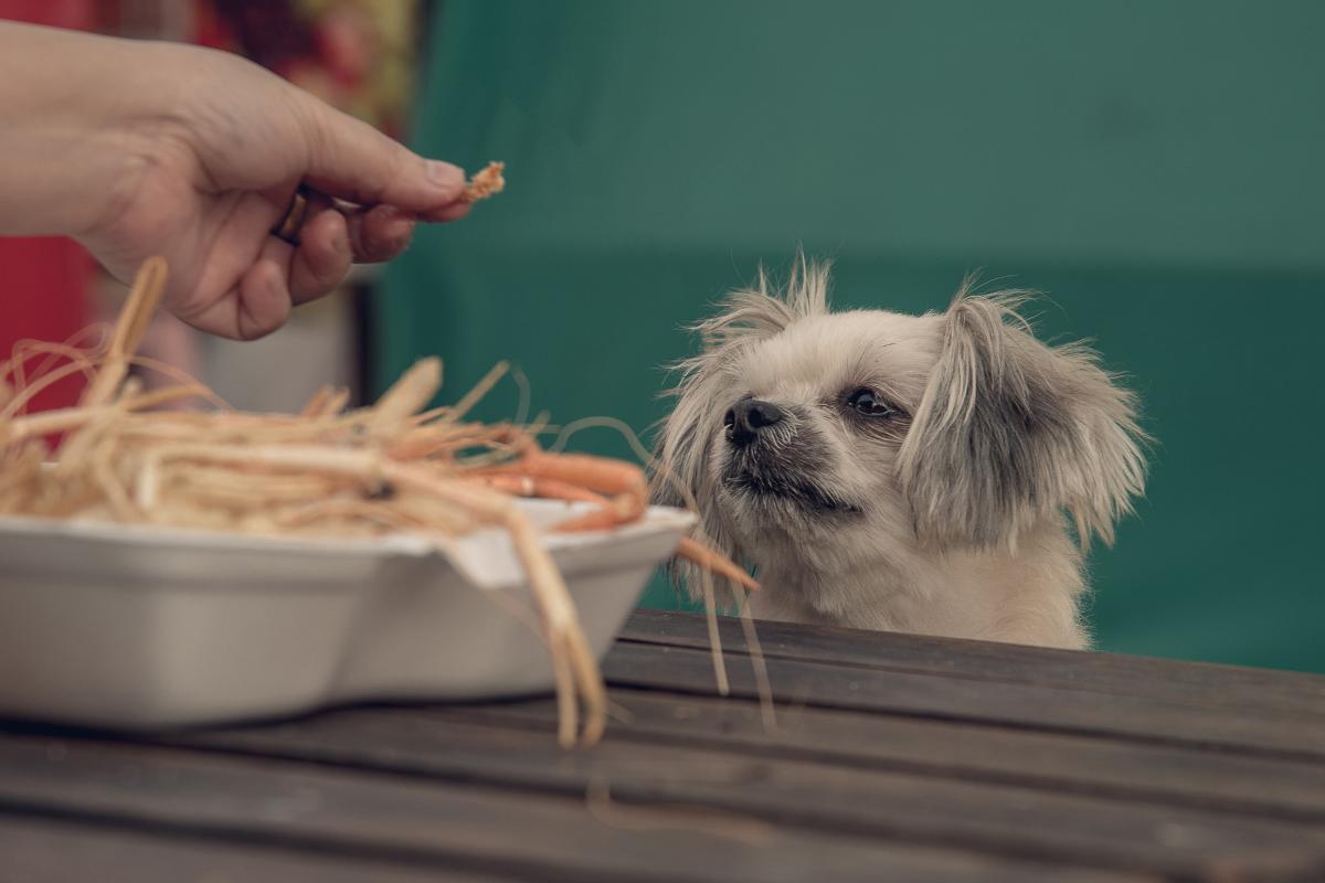 ¿Los perros pueden comer gambas o camarones? - ¡Sí!