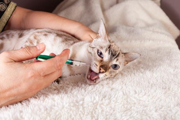 Remedios caseros para gatos que no quieren comer - 5. Alimentar con jeringuilla