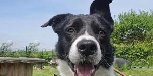 Sam, el Border Collie que no quiere cuidar ovejas y prefiere estar en el sillón junto a las personas