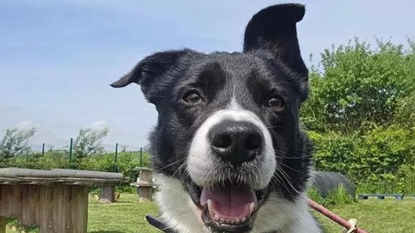 Sam, el Border Collie que no quiere cuidar ovejas y prefiere estar en el sillón junto a las personas