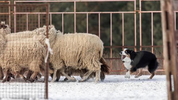 Sam, el Border Collie que no quiere cuidar ovejas y prefiere estar en el sillón junto a las personas - Sam prefiere el sofá y la tranquilidad a pasar horas corriendo