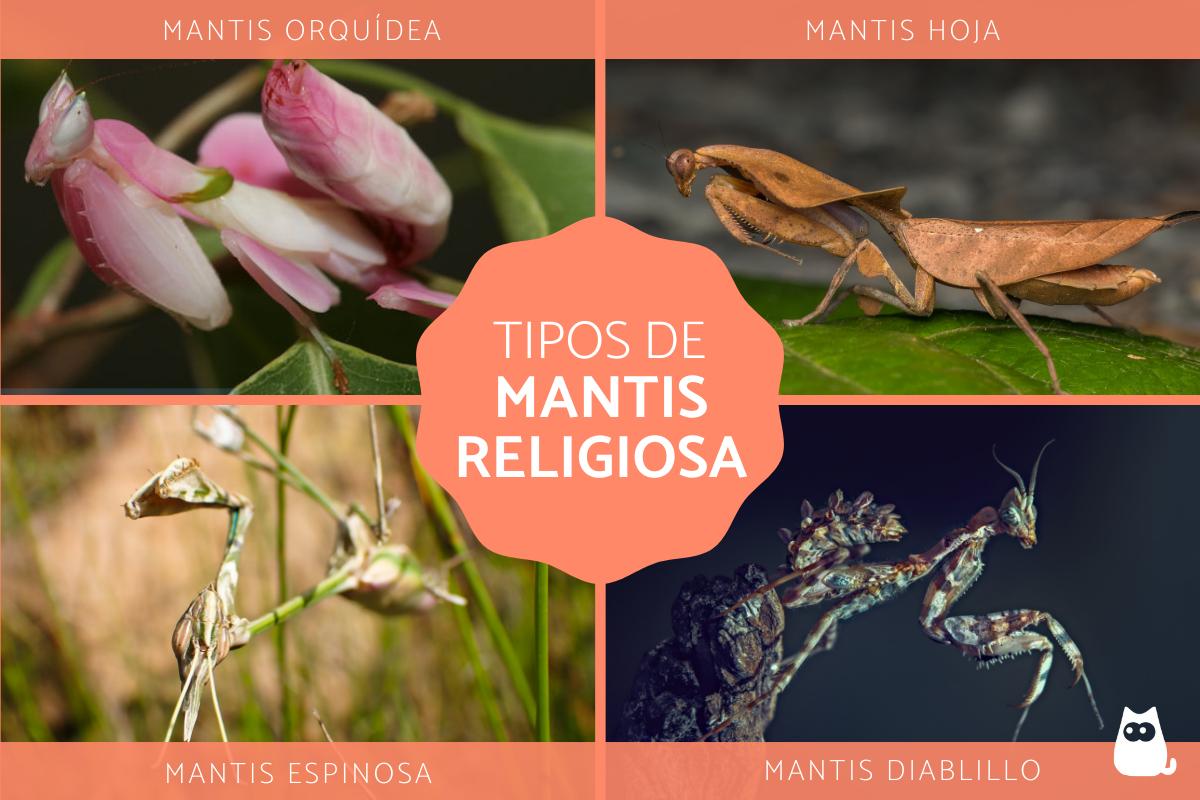 Tipos de mantis religiosa
