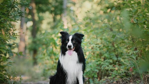 Sam, el Border Collie que no quiere cuidar ovejas y prefiere estar en el sillón junto a las personas - Un border collie que rompe con todos los estereotipos