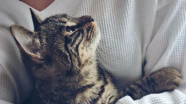 Un tanatorio de Cádiz abre sus puertas a las mascotas para que puedan despedirse de sus dueños fallecidos y no sientan que los han abandonado - Así funciona el protocolo que permite estas despedidas