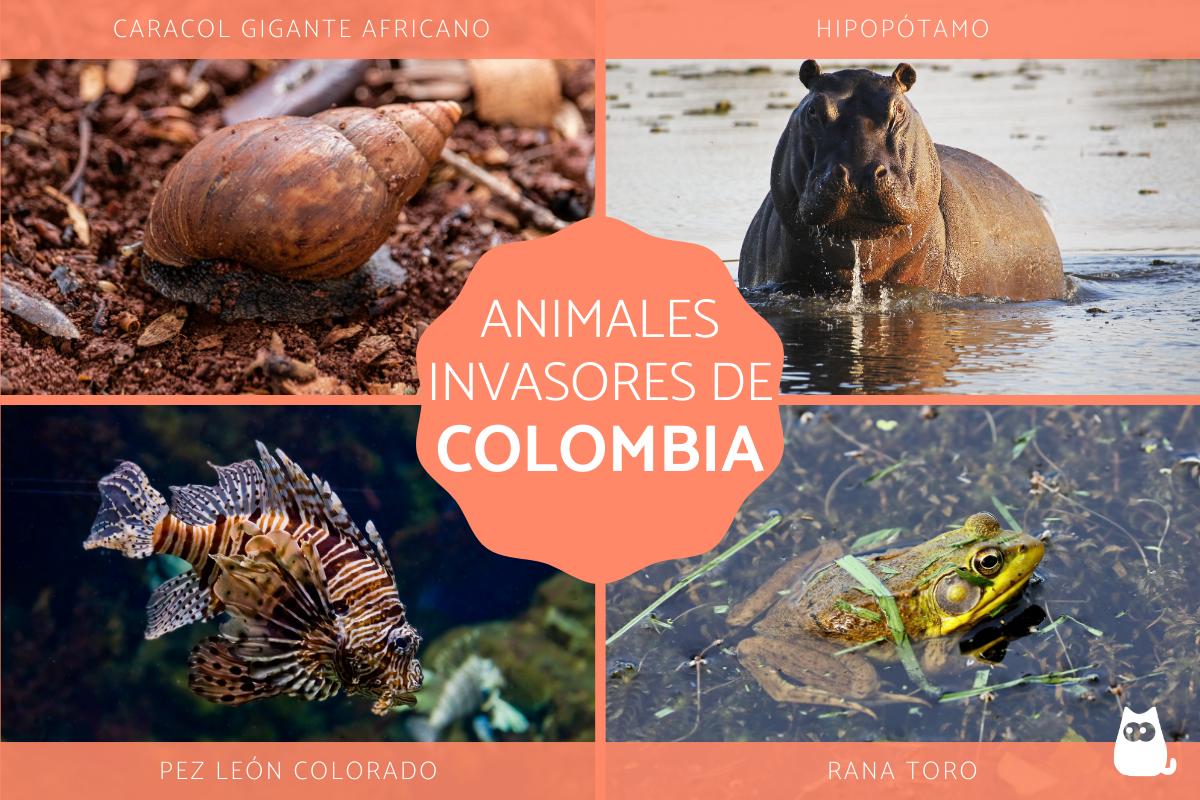 Especies animales invasoras en Colombia