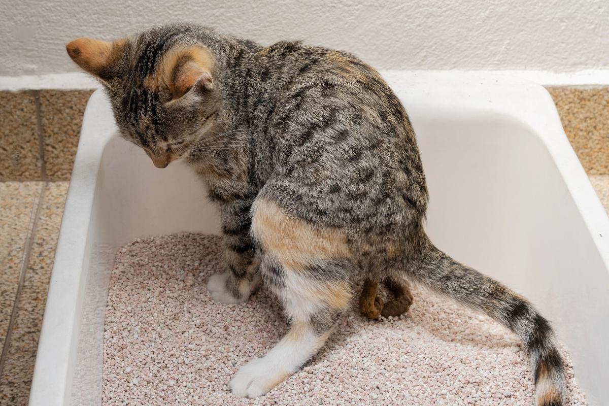 Hemorroides en gatos: causas, síntomas y tratamiento