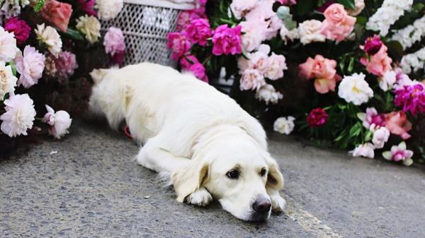 Un tanatorio de Cádiz abre sus puertas a las mascotas para que puedan despedirse de sus dueños fallecidos y no sientan que los han abandonado - La ciencia todavía estudia cómo viven los animales la pérdida de un ser querido