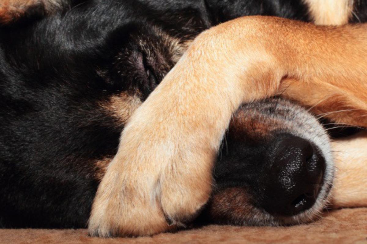 ¿Por qué mi perro se rasca mucho el hocico?