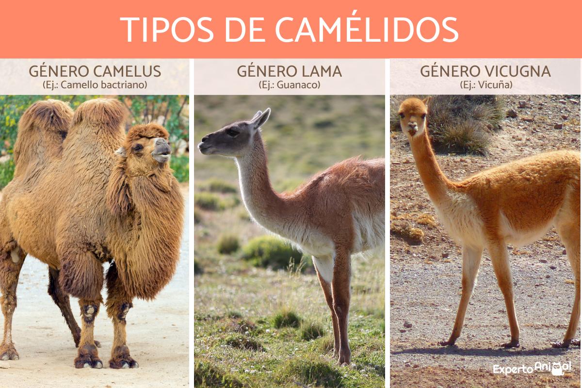 Camélidos - Tipos, características y hábitats