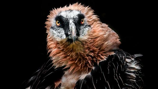 Qué le ha pasado a Centenario, el quebrantahuesos envenenado en Picos de Europa - La vida y el papel de Centenario en la recuperación del quebrantahuesos: ''Ha sido un duro golpe para la recuperación de la especie''