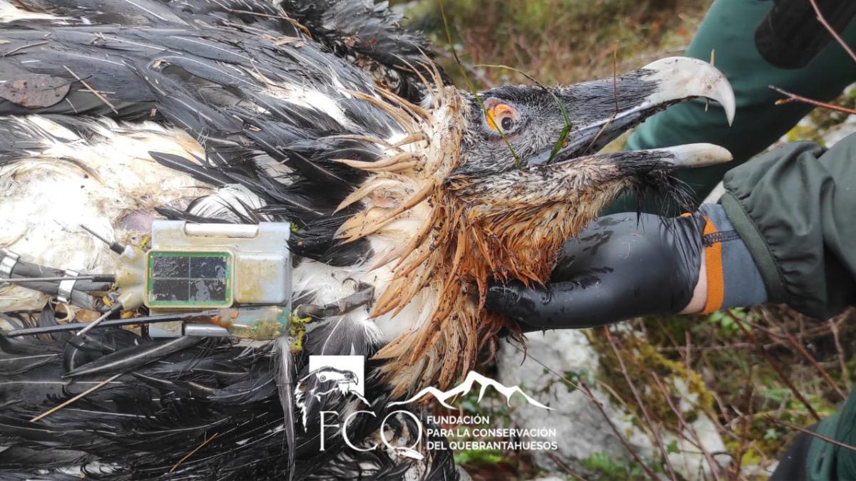 Qué le ha pasado a Centenario, el quebrantahuesos envenenado en Picos de Europa