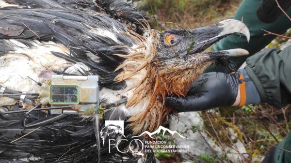 Qué le ha pasado a Centenario, el quebrantahuesos envenenado en Picos de Europa