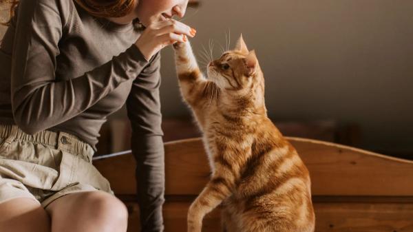 La psicología dice que quienes hablan a sus perros y gatos como si fueran personas muestran más curiosidad y sensibilidad hacia su entorno - Quienes hablan con sus mascotas también intentan comprender cómo se sienten