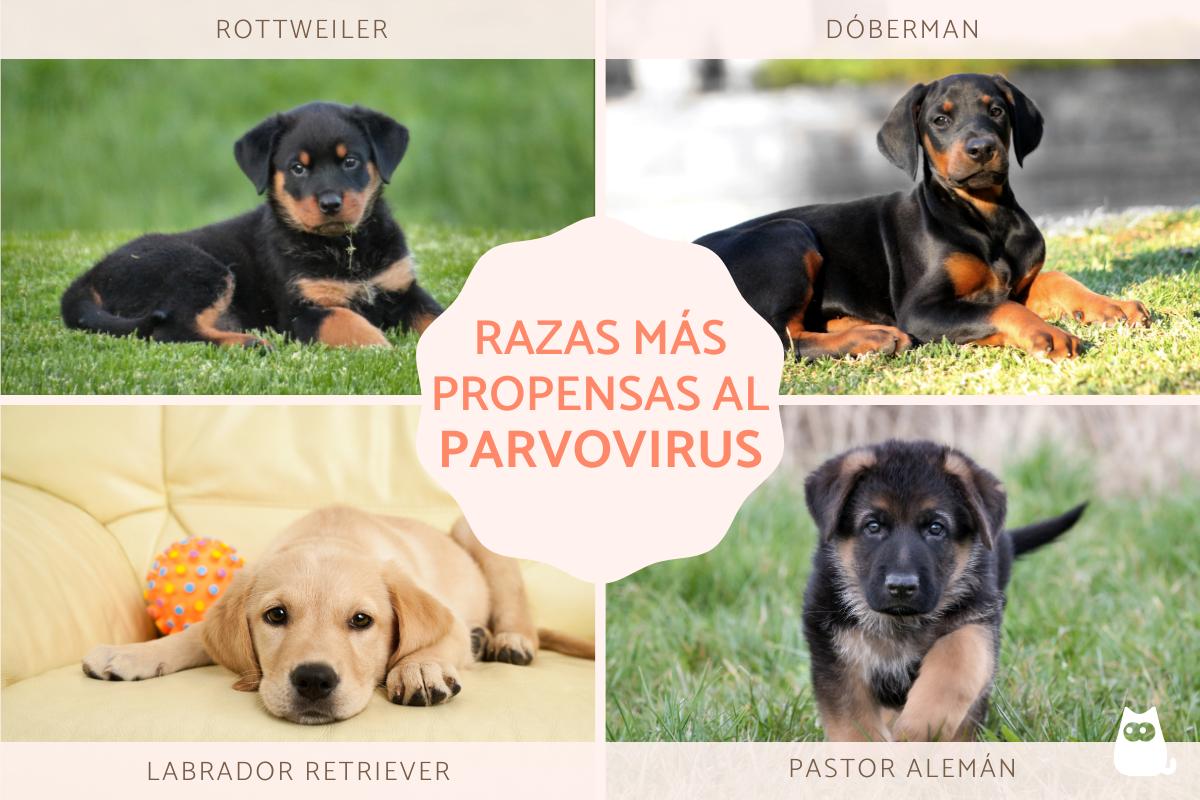 Razas de perros propensas al parvovirus