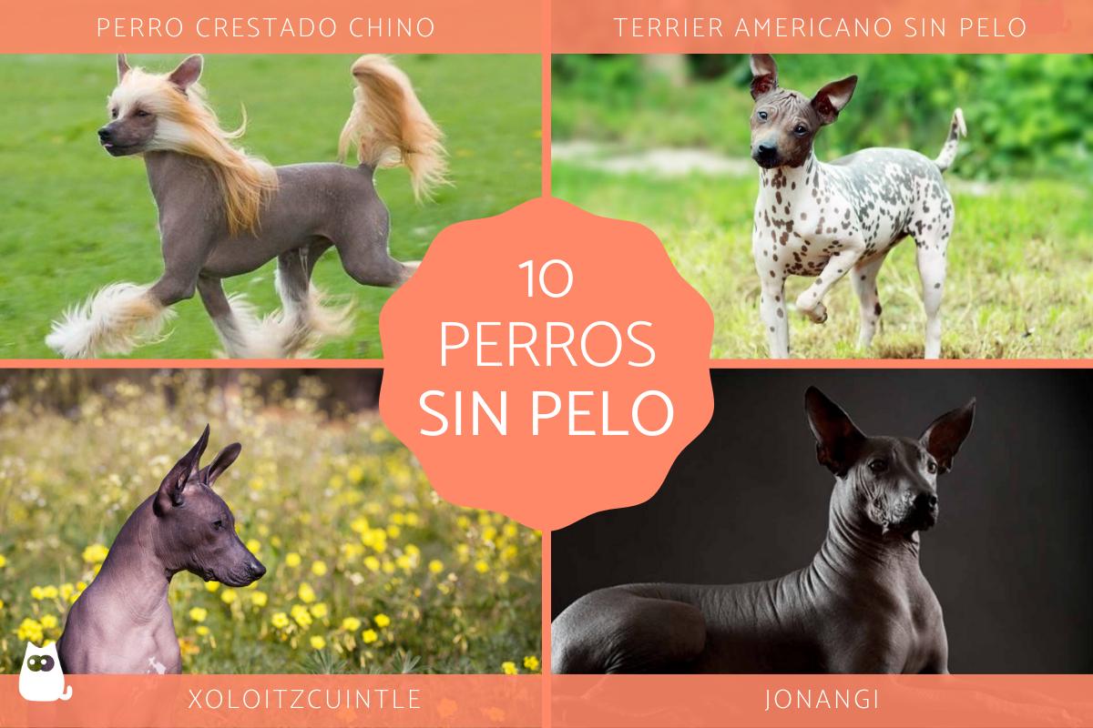 Razas de perros sin pelo