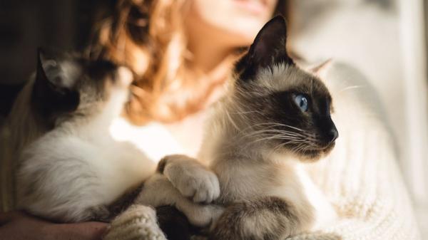 Un estudio internacional confirma que el cáncer de mama en gatos y humanos comparte alteraciones genéticas - Así puedes reducir un 91 % el riesgo de que tu gata desarrolle cáncer de mama