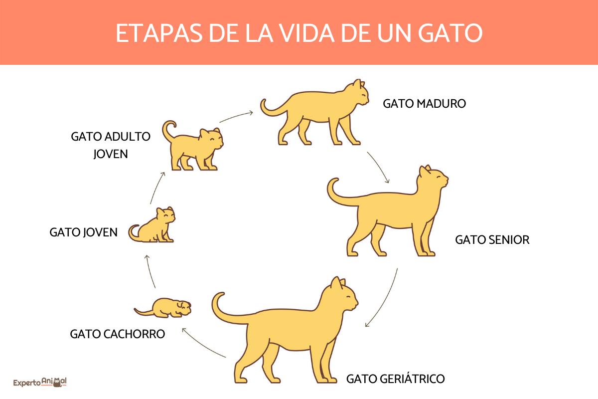 Ciclo de vida de un gato