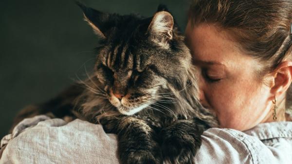 Un estudio internacional confirma que el cáncer de mama en gatos y humanos comparte alteraciones genéticas - El “efecto espejo”: por qué los riesgos de tu hogar afectan a tu gata igual que a ti