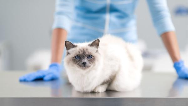 Un estudio internacional confirma que el cáncer de mama en gatos y humanos comparte alteraciones genéticas - Hacia “una sola salud”: ¿podrían los tratamientos para humanos salvar a nuestras gatas?