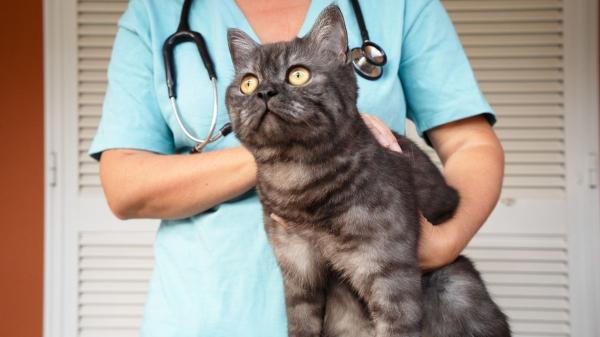 Un estudio internacional confirma que el cáncer de mama en gatos y humanos comparte alteraciones genéticas - ¿Por qué el cáncer de mama felino es tan similar al humano? Los dos genes que lo explican