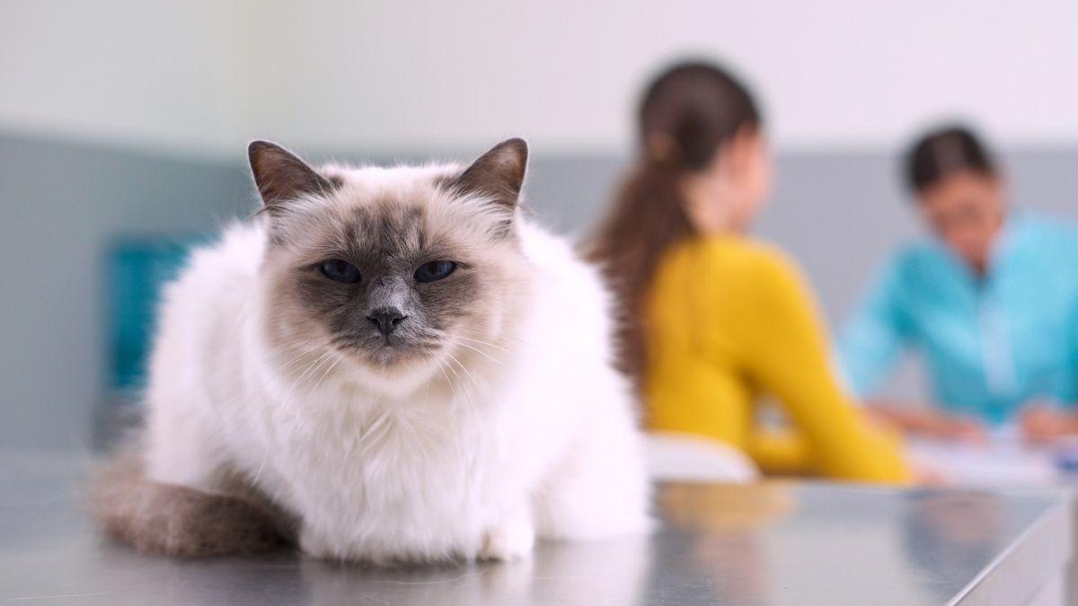 Un estudio internacional confirma que el cáncer de mama en gatos y humanos comparte alteraciones genéticas