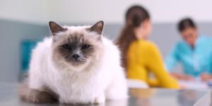 Un estudio internacional confirma que el cáncer de mama en gatos y humanos comparte alteraciones genéticas