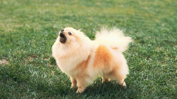 Estos son los motivos por los que los perros pequeños ladran a los grandes (y esto es lo que conviene hacer para solucionarlo)