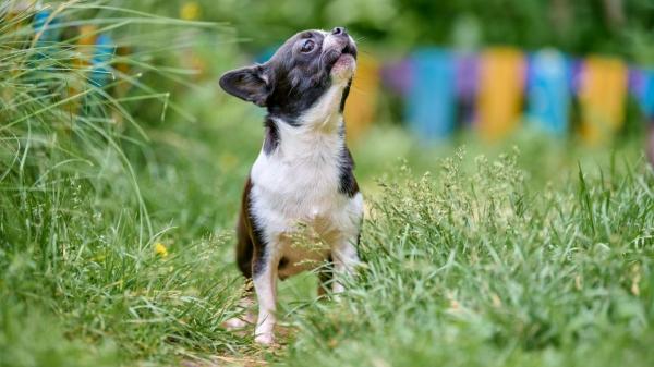 Estos son los motivos por los que los perros pequeños ladran a los grandes (y esto es lo que conviene hacer para solucionarlo) - Las razones por las que los perros pequeños ladran a los grandes