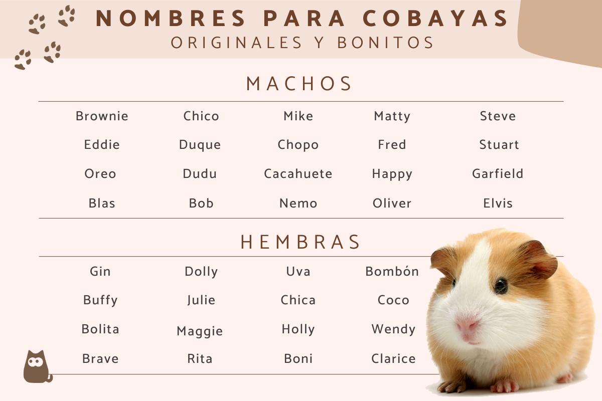 Nombres para cobayas hembras y machos