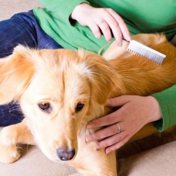 por qué mi perro pierde mechones de pelo