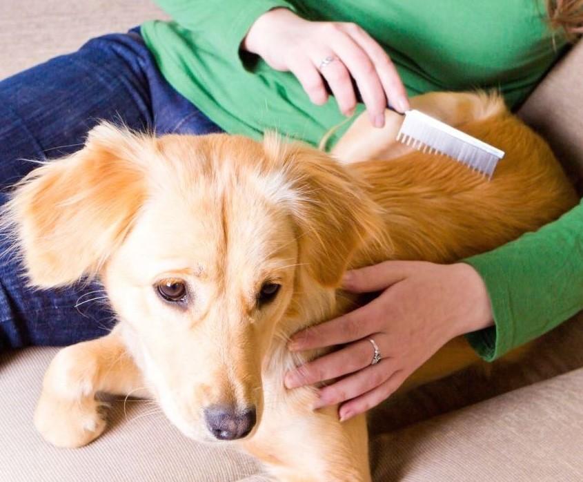 Cómo EVITAR Que Mi PERRO Suelte MUCHO PELO? - Trucos y Consejos